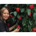 RED CAPSICUM X-LARGE Size Each Whakatane Grown